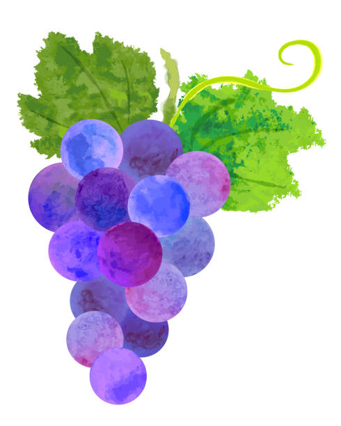 illustrations, cliparts, dessins animés et icônes de aquarelle raisins et feuilles pourpres - grape bunch fruit stem