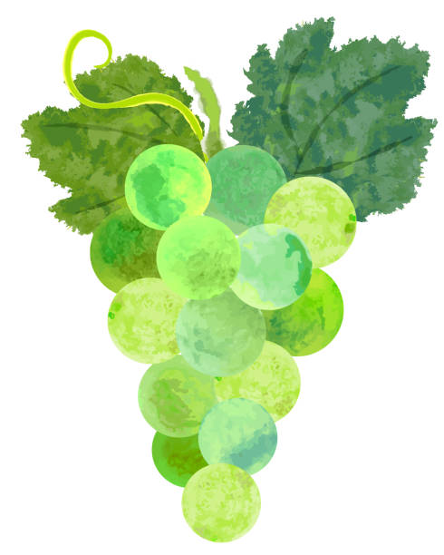 ilustrações de stock, clip art, desenhos animados e ícones de watercolor purple grapes and leaves - grape bunch fruit stem