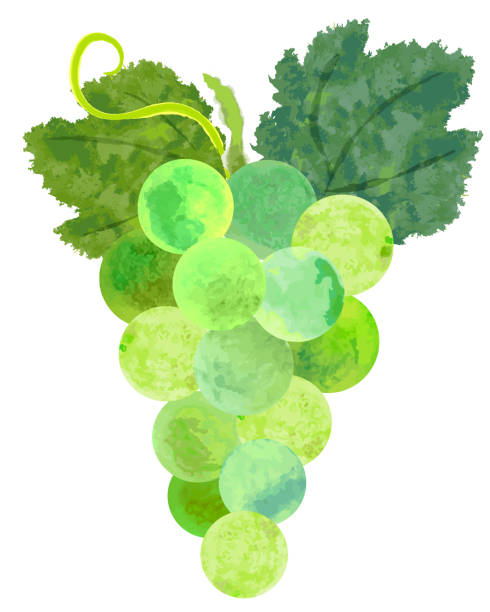 акварель фиолетовый виноград и листья - grape bunch fruit stem stock illustrations