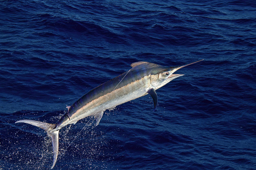A black marlin leaps across the surface of the ocean