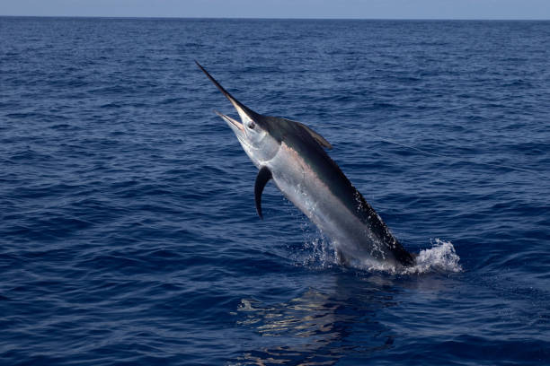 istock Marlin shows its size above the water 1329438563