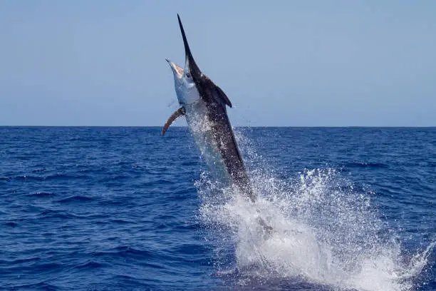 A black marlin launches out of the water near the boat