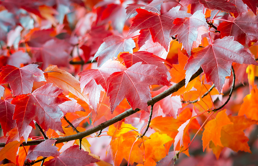 Close up view of the branch of a Sweetgum tree that has bright red and yellow leaves, leaves that are full of fall colors.  There are lots of red, yellow and green leaves in background, with the bright red leaves in the foreground.
