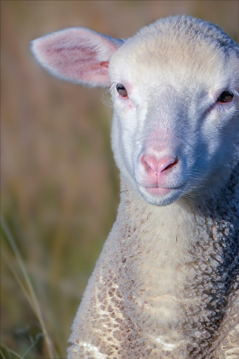 Cute sheep grazing on the meadow in summer