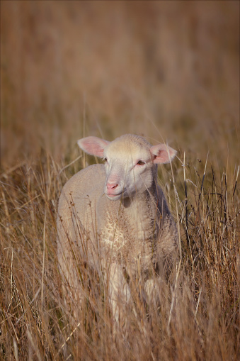 Katahdin sheep ram in a rotational paddock with white boundary chewing on some grass