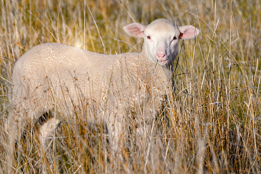 Close up of a young Lamb