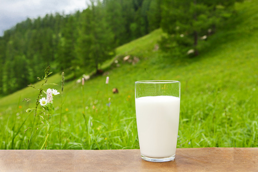 A glass of goat's milk stands on the table against the background of a herd of goats grazing in the Altai mountains.