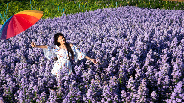 Winter travel relax vacation concept, Young happy traveler asian woman with dress sightseeing on Margaret Aster flowers field in garden. Lifestyle Concept Winter travel relax vacation concept, Young happy traveler asian woman with dress sightseeing on Margaret Aster flowers field in garden. Lifestyle Concept irish travellers photos stock pictures, royalty-free photos & images