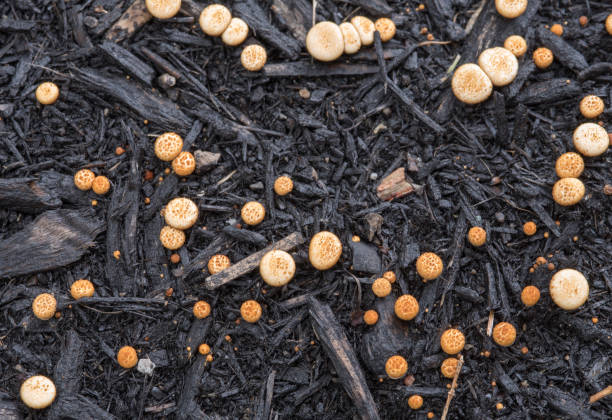 Cluster of Mini Fungi on Black Mulch Cluster of unidentified fungi consisting of dome-shaped, flat, textured cream and brown caps. soil fungus stock pictures, royalty-free photos & images