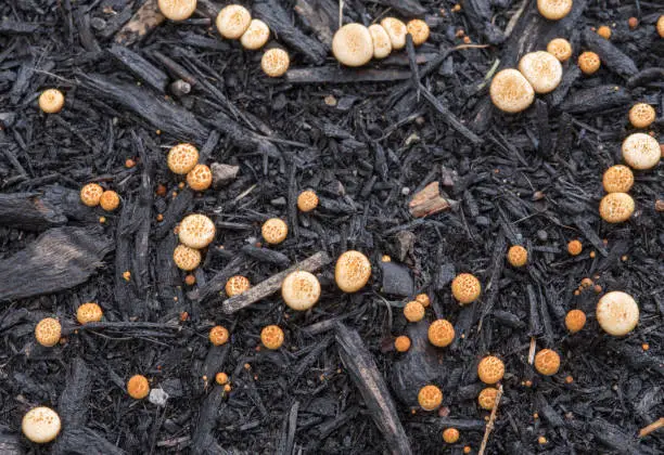 Photo of Cluster of Mini Fungi on Black Mulch