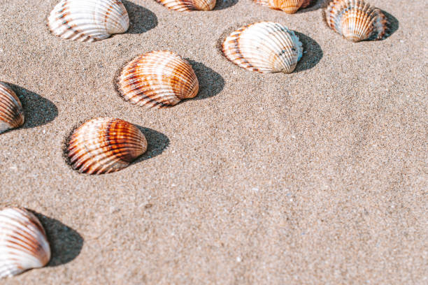 istock Summer concept background with seashells, shells on sand tropical sea beach. Design of summer vacation holiday concept. 1329442955