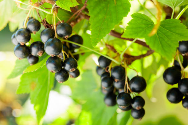 istock Ripe black currant on a branch in the garden. 1329445483