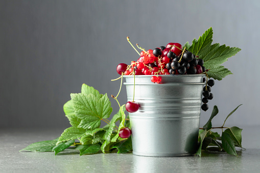 Cherries, red and black currants on grey background. Fresh berries in a small metal bucket. Copy space.