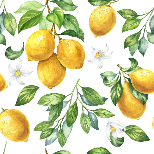 illustrations, cliparts, dessins animés et icônes de aquarelle citrons motif sans couture. répétition de l’arrière-plan. - citrus fruit