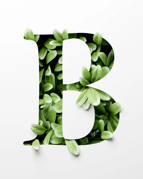 Photo of English letter B, Abstract alphabet with leaves and water droplet, realistic leaves typography, 3d rendering