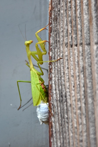 A Praying Mantis lays a protective egg case  called an ootheca. Each ootheca contains a number of eggs.