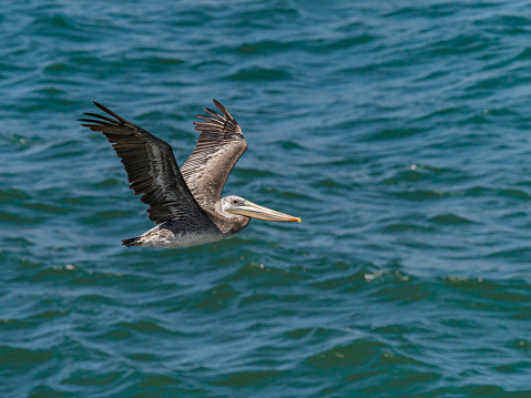 Brown Pelican in flight over the Pacific Ocean on the central Oregon coast.