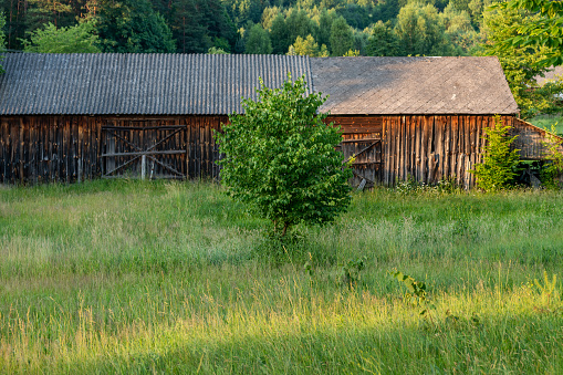 Old, wooden barn situated between green trees, on a meadow. Forest in the background. Krasnobród, Roztocze, Poland.