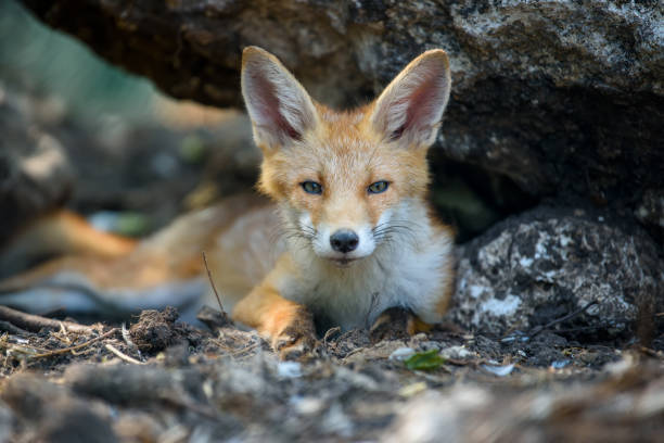 istock Red fox, vulpes vulpes in forest. Close wild predators in natural environment 1329449978