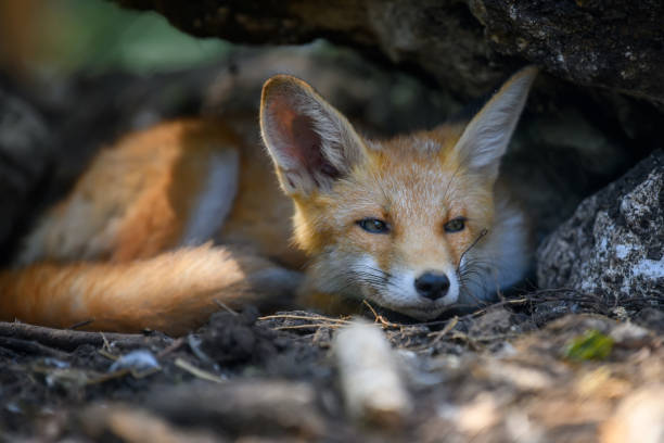 istock Red fox, vulpes vulpes in forest. Close wild predators in natural environment 1329449987