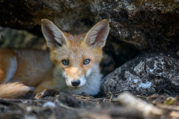 istock Red fox, vulpes vulpes in forest. Close wild predators in natural environment 1329449990