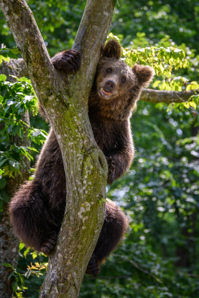 istock Wild Brown Bear (Ursus Arctos) on tree in the summer forest. Wildlife scene 1329450011