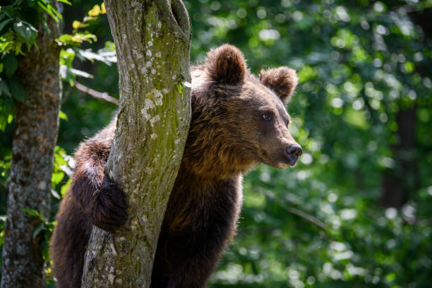 istock Wild Brown Bear (Ursus Arctos) on tree in the summer forest. Wildlife scene 1329450525