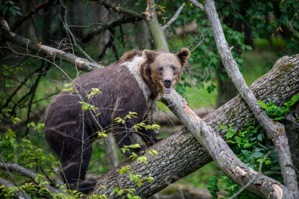 istock Wild Brown Bear (Ursus Arctos) on tree in the summer forest. Wildlife scene 1329450563