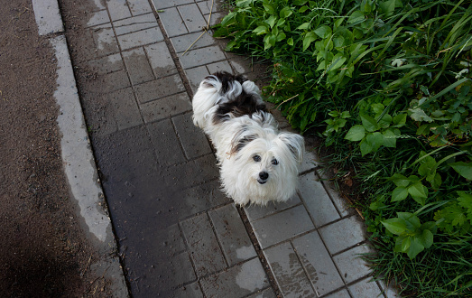 A small white shaggy dog on a walk in the park. Pet care, Pet health.