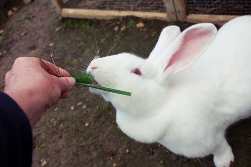 Close-up of a pet white albino Flemish Giant rabbit nibbling on garden greenery.