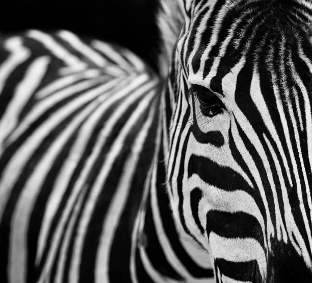 istock Monochrome portrait of stripped zebra 1329454999