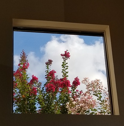 Crepe Myrtle tree blooming with hot pink blooms