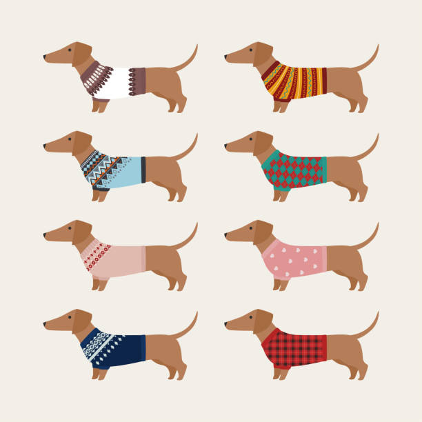 ilustra�ções de stock, clip art, desenhos animados e ícones de dachshund character in clothes. - side view dog dachshund animal