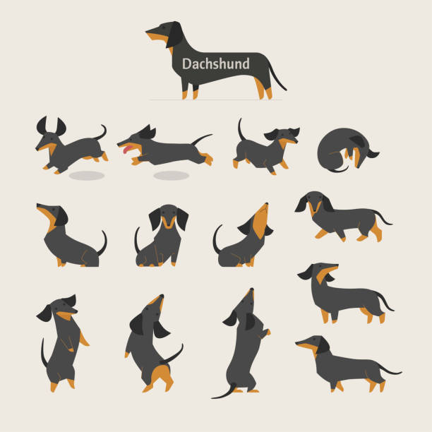 ilustraciones, imágenes clip art, dibujos animados e iconos de stock de conjunto de posiciones de dachshund. - dachshund