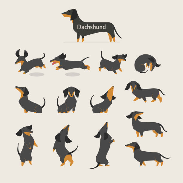 닥스훈트 위치 세트. - dachshund dog stock illustrations