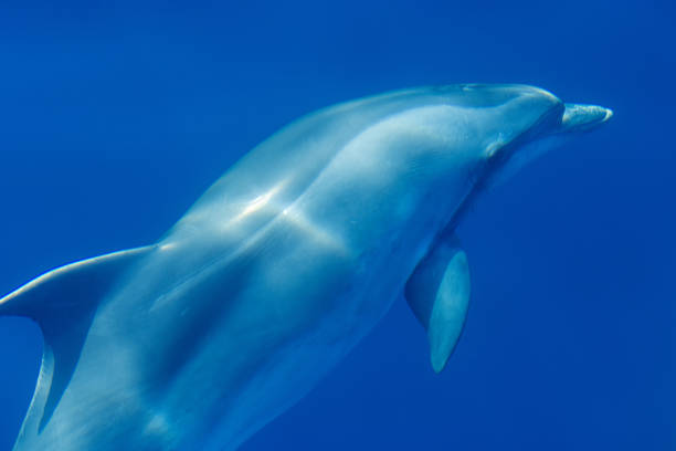 istock Common bottlenose dolphin surfacing on the Adriatic Sea in Croatia 1329458028