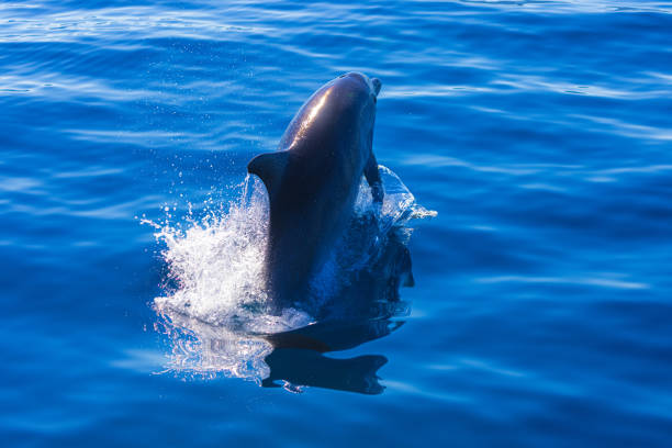 istock Common bottlenose dolphin surfacing on the Adriatic Sea in Croatia 1329458034
