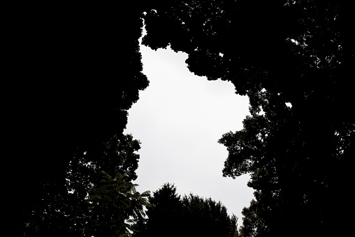 Looking up at natural frame of treetops in dark forest.