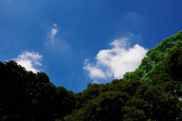 Lush foliage tree in summer against blue sky with copy space.