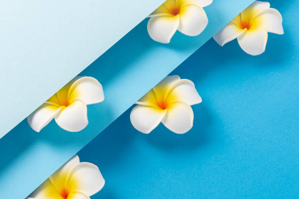 istock Frangipani flowers on a folded blue paper background. Top view, flat lay 1329462864