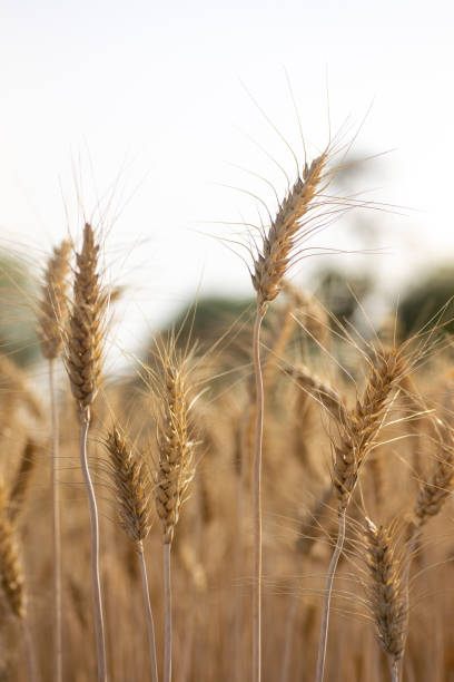 istock Close up of ripe wheat ears 1329463513