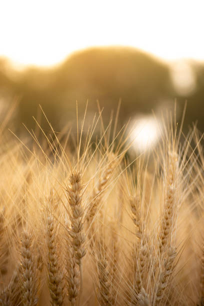 istock Close up of ripe wheat ears 1329463650