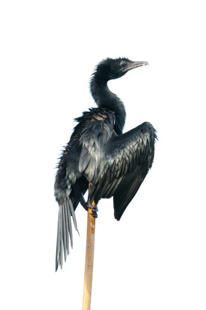 istock Little Cormorant perching on a tip of bamboo stem isolated on white background 1329463657