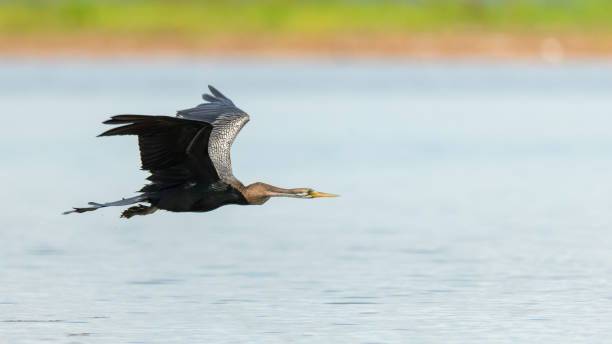 istock Oriental Darter in flight above the lake surface 1329464255