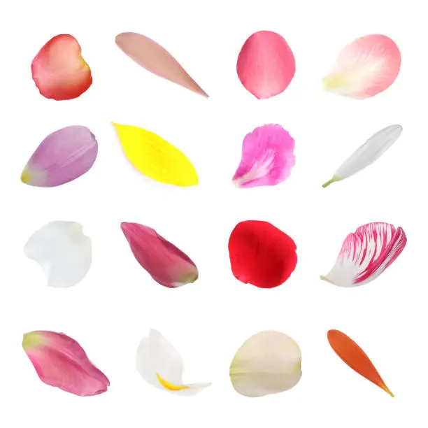 Set with different beautiful flower petals on white background
