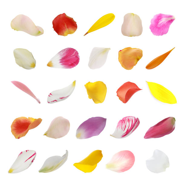 istock Set with different beautiful flower petals on white background 1329467070