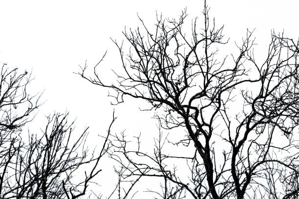 Fog envelops a spooky Halloween forest as a light emanates from the window of a haunted house at night.