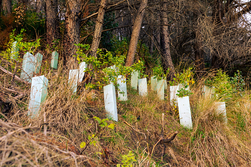 This 27 June 2021 photo shows young trees being grown as part of a reforestation effort in Ōtautahi Christchurch, Aotearoa New Zealand. These plantings are along the Harry Ell Walkway (track) in the Port Hills.