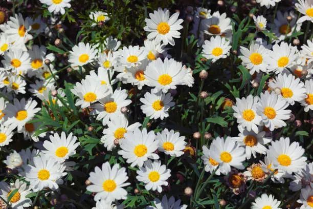 Big bunch of white shasta daisy flowers with green leaves, top view