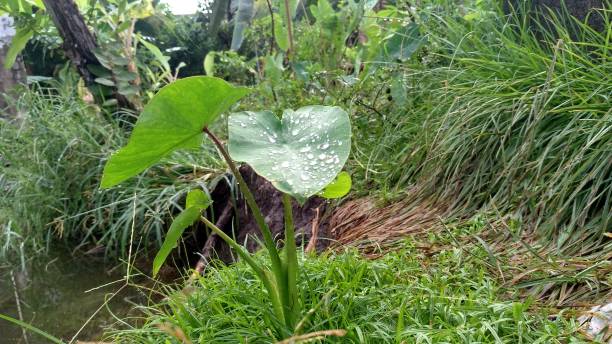 istock Close-up wild plants around the house 1329468272
